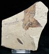 Partial Fossil Sycamore Leaf - Green River Formation #12088-2